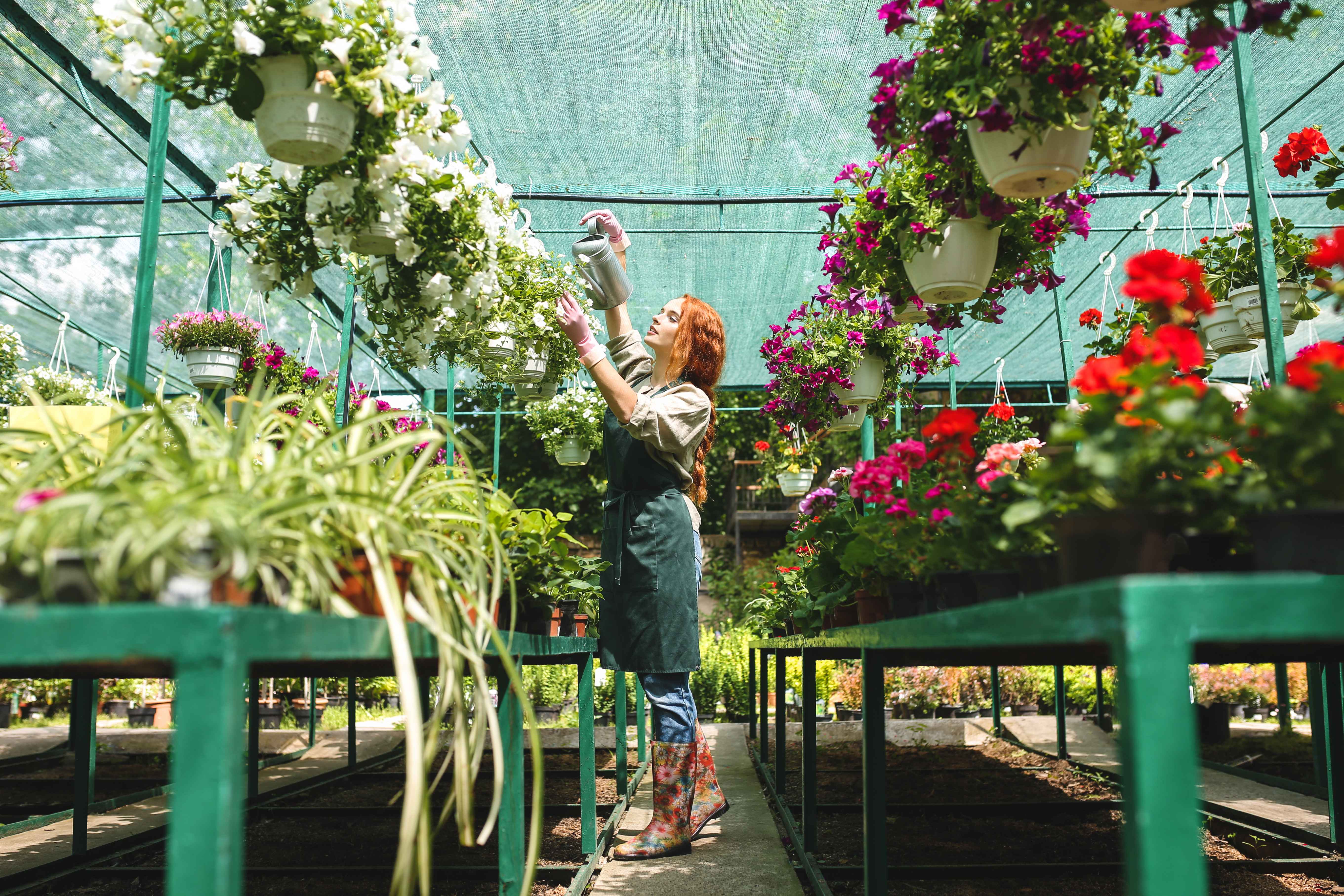 employée de pépinière en train d'arriser des fleurs